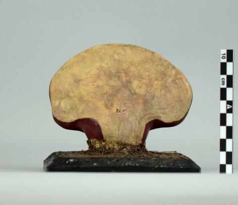 Vista posterior del modelo que, en la seta natural coincidiría con su la parte inferior. 