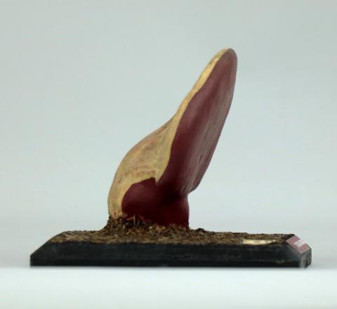 Vista del lateral derecho