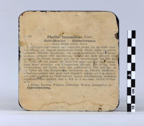 Reverso de la peana donde aparecen impresas identificación y descripción del ejemplar.