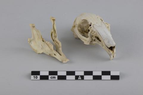 Cráneo y mandíbula de roedor